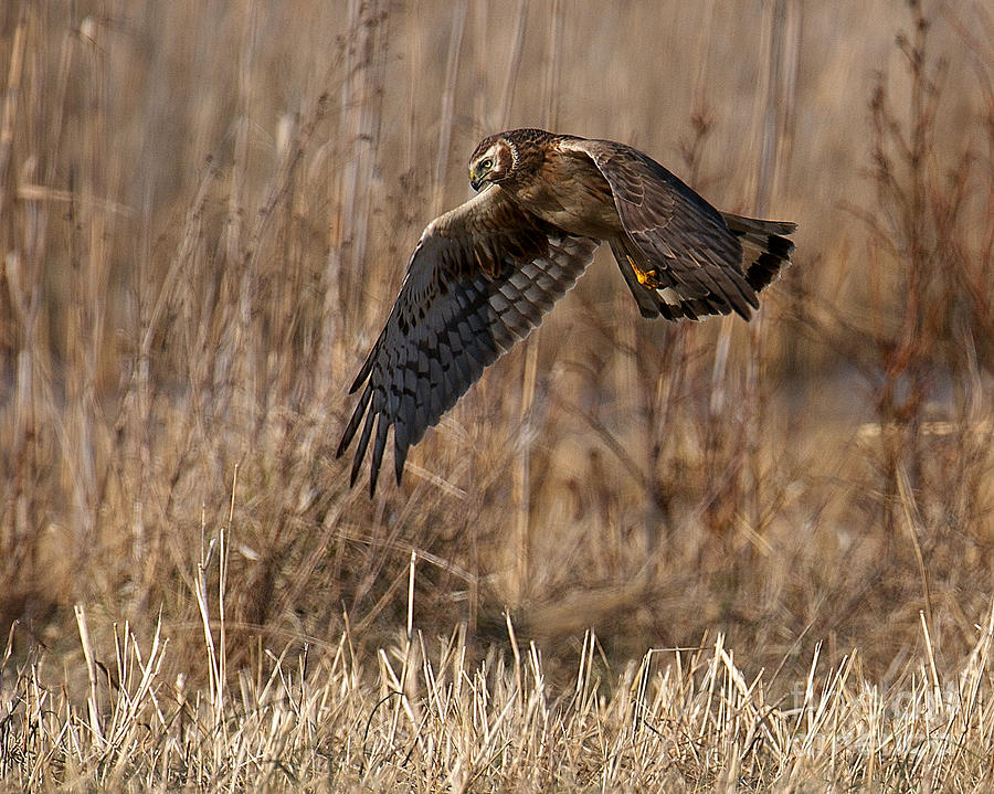 Hunting Harrier Photograph by Craig Leaper