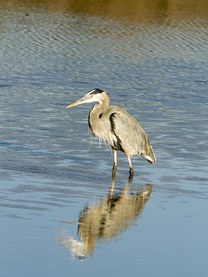 Fall Photograph - Hunting Heron by Jean Noren