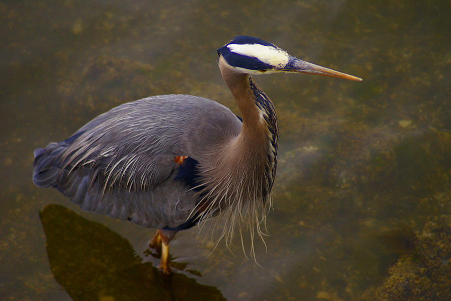 Hunting Heron Photograph by Jerry Cahill
