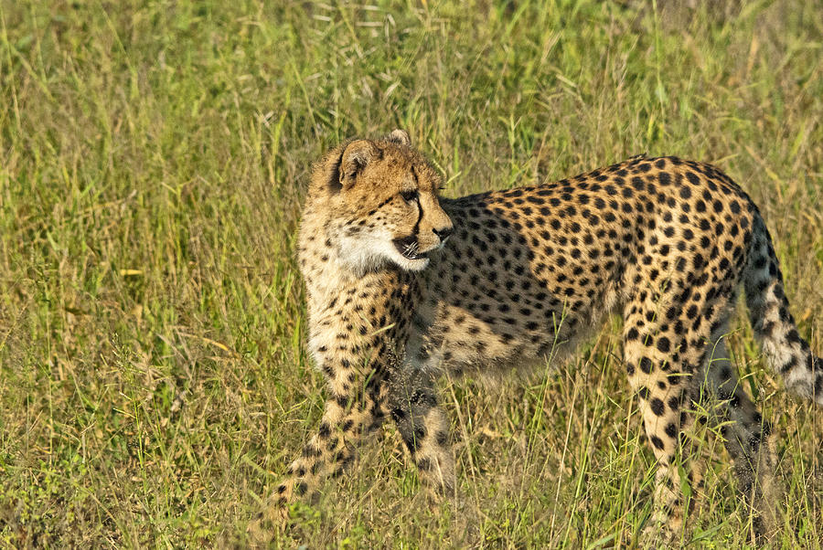 Hunting in the grasslands Photograph by Andrew Oliver - Fine Art America