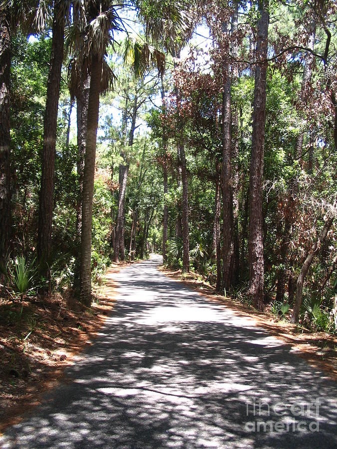 Hunting Island Palm Forest Road  Photograph by Paddy Shaffer