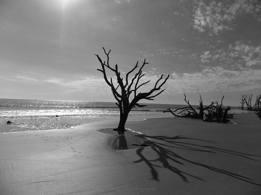 Nature Photograph - Hunting Island by Stacy Sikes