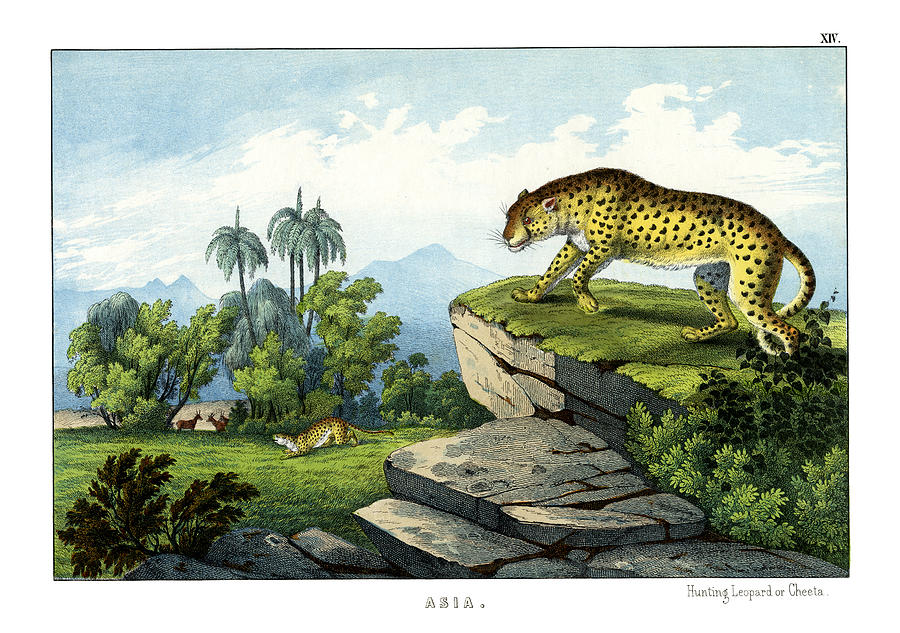 Hunting Leopard Drawing by Splendid Art Prints - Fine Art America