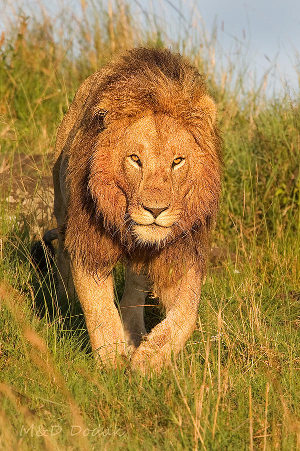 Hunting Lion Photograph by Mike Dodak - Fine Art America