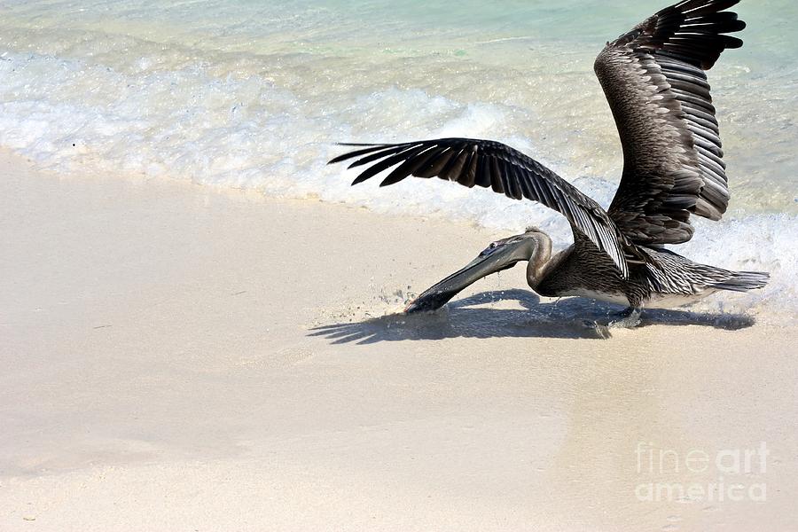 Pelican Photograph - Hunting Pelican by Sophie Vigneault