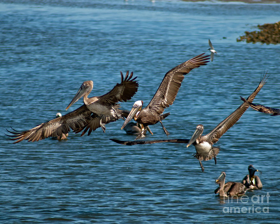 Pelican Photograph - Hunting Pelicans by Stephen Whalen