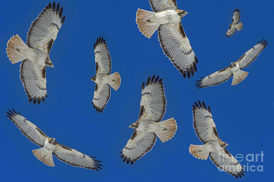 Hunting Red-Tailed Hawk Photograph by J L Woody Wooden
