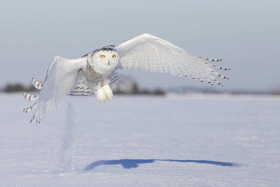 Hunting Snowy Owl Photograph by Mircea Costina Photography