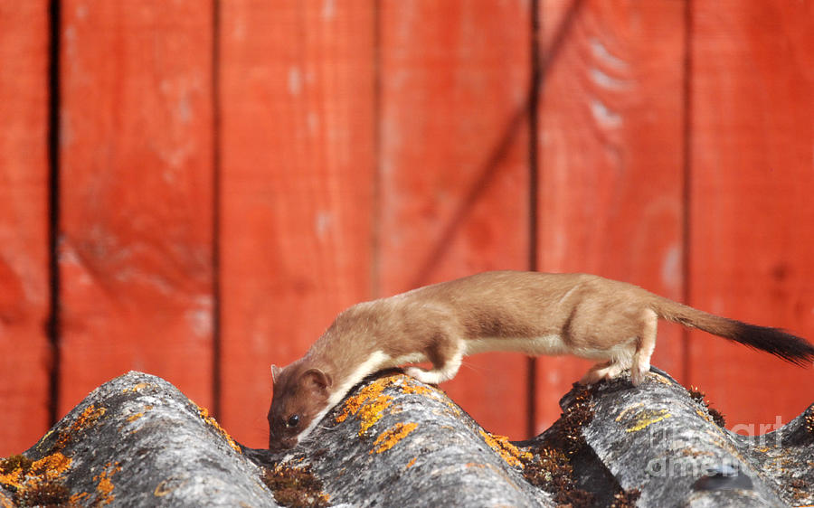A Hunting Stoat  Photograph by Phil Banks
