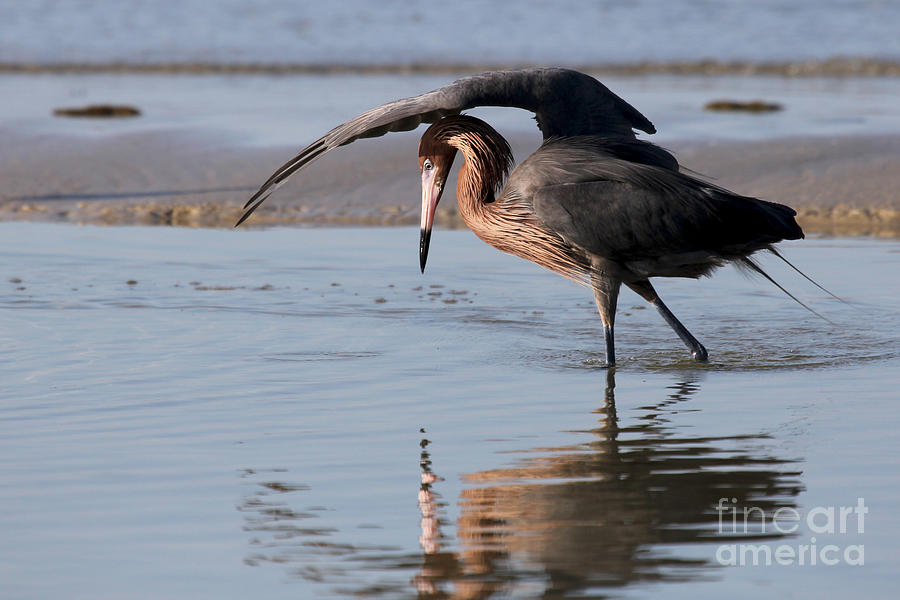 Hunting with an Umbrella - Reddish Egret Photograph by Meg Rousher