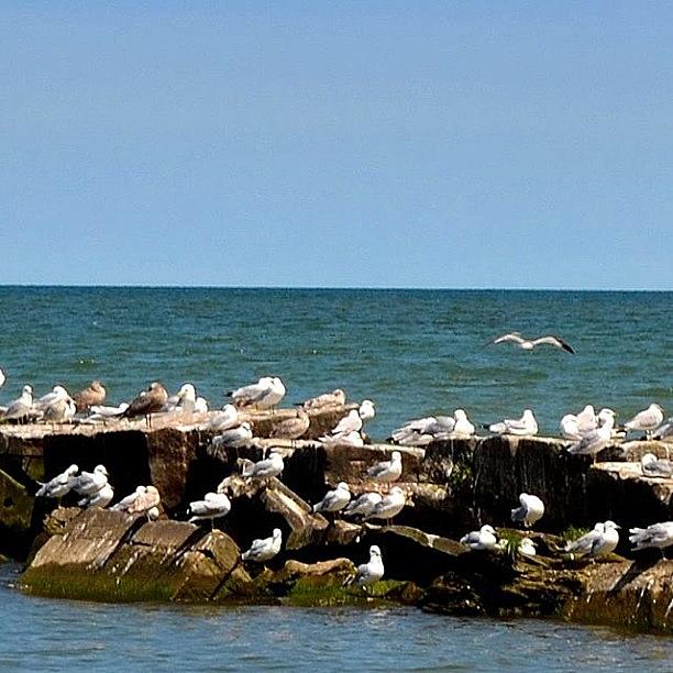 Seagull Photograph - #huntingtonbeach #seagulls#igcleveland by Angela Ritchie
