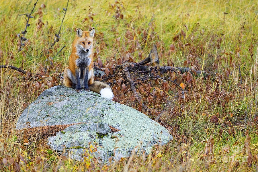 Vixen Photograph by Aaron Whittemore