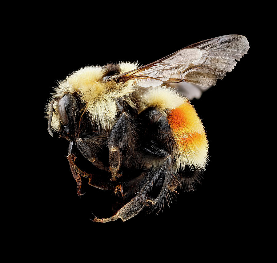 Nature Photograph - Hunts Bumblebee by Us Geological Survey