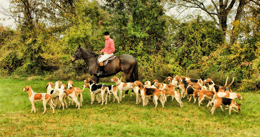 Tree Photograph - Huntsman and the Hounds by Ola Allen