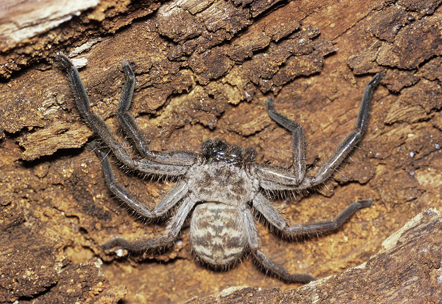 huntsman spider huntsman spider
