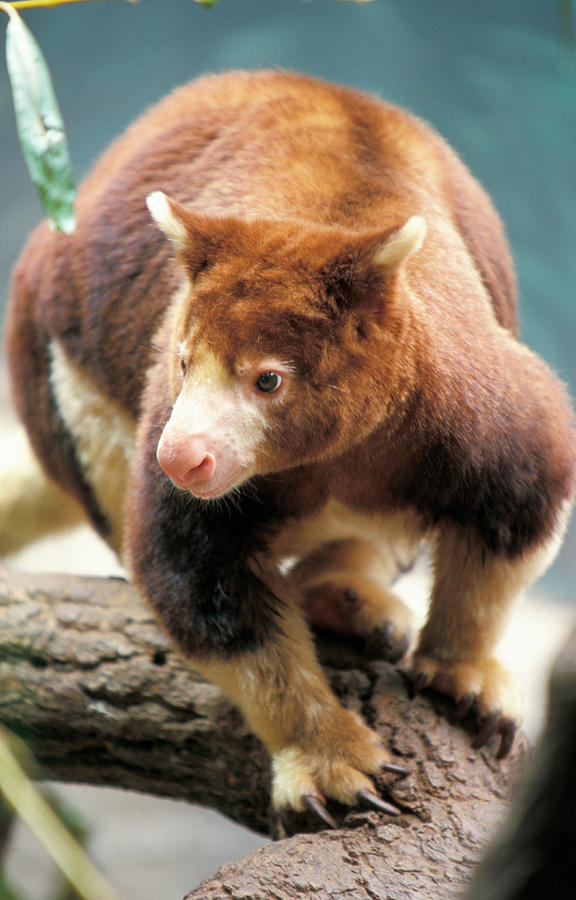 Huon Tree Kangaroo Photograph by Chris Martin-bahr/science Photo ...