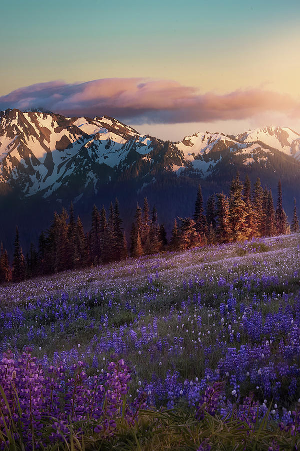 Landscape Photograph - Hurricane Ridge by Louise Yu Landscape Photograph - Hurricane Ridge by Louise Yu