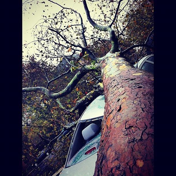 Tree Photograph - #hurricane #sandy #eastcoast #queens by Shawn Who