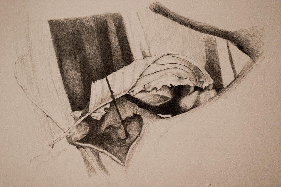 Fall Drawing - Husky by Adina Bubulina