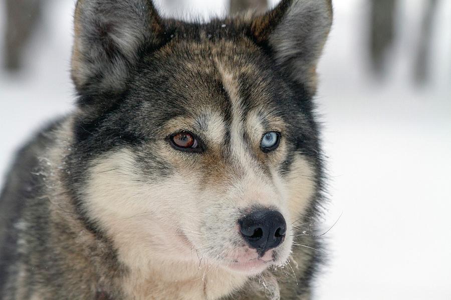 Husky Dog Breading Centre Photograph By Photostock-israel 