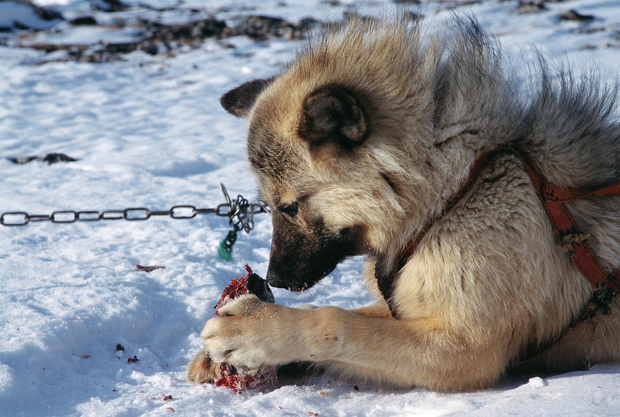 Husky Dog Eating Photograph by Simon Fraser/science Photo Library