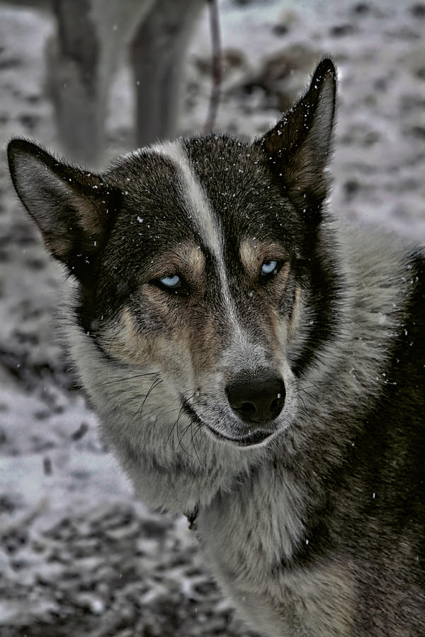 Husky Dog Of The Sled by Mountain Dreams