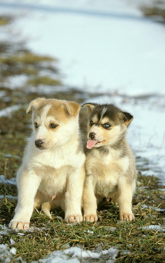 Husky Dog Puppies Photograph by Chris Martin-bahr/science Photo Library