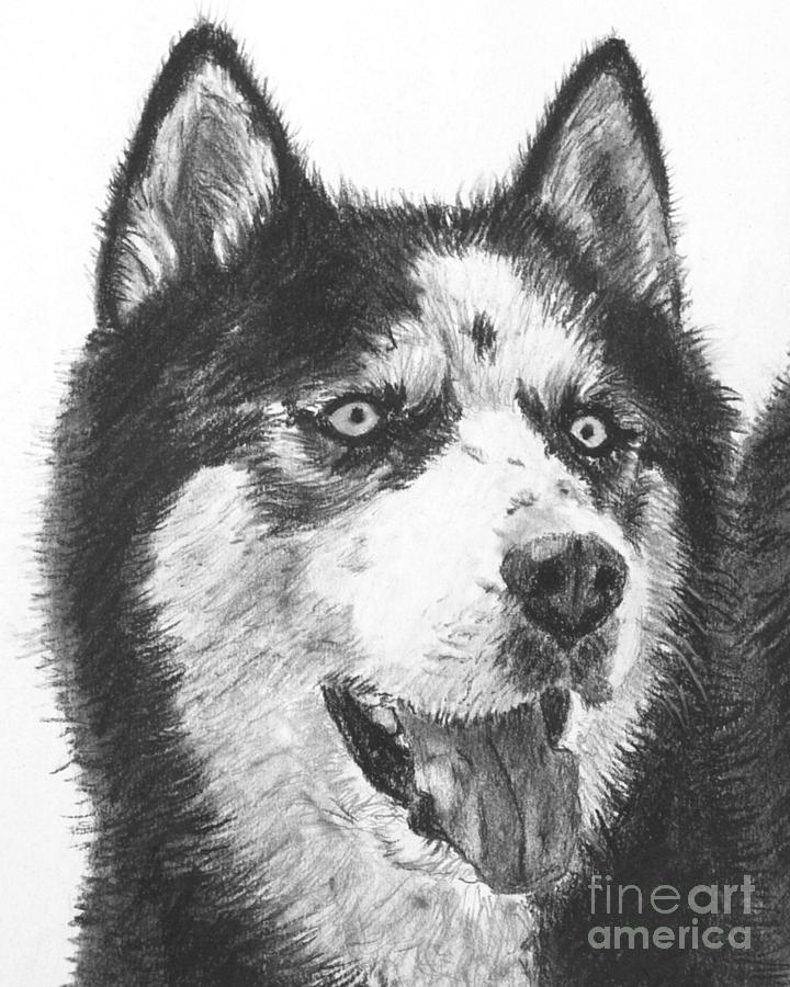 Siberian Husky Pencil Sketch  Steemit