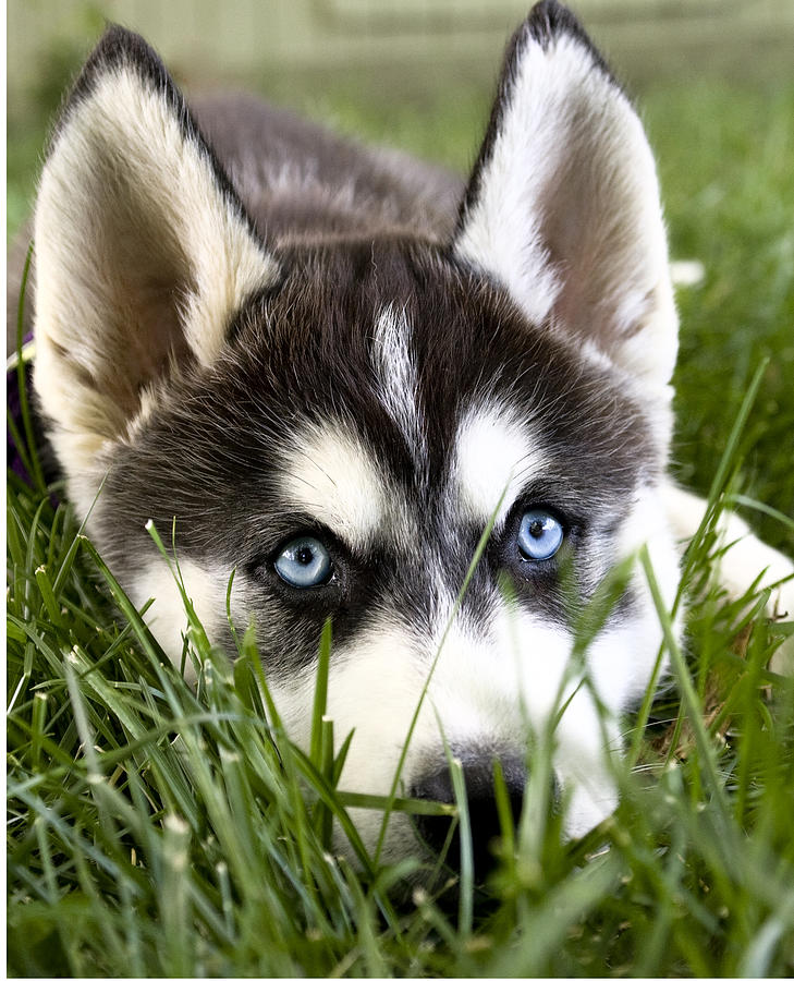 Husky in The Grass Digital Art by Susan Stone