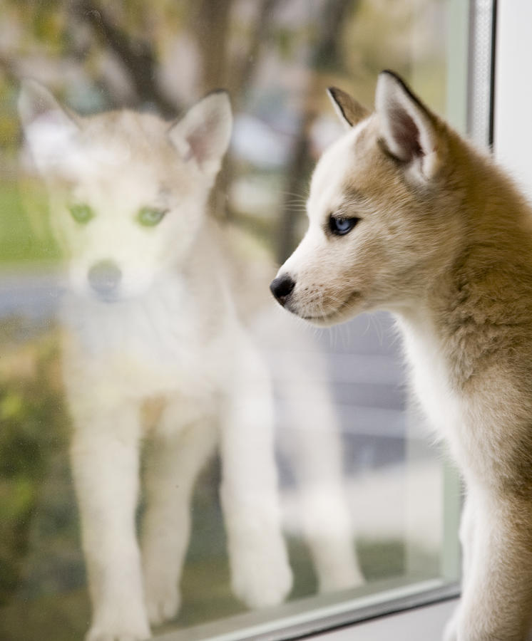 Husky in the Window Digital Art by Susan Stone