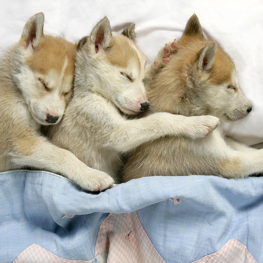 Husky Photograph - Husky Puppies Asleep In Bed by John Daniels