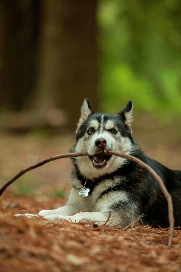 Husky puppy sale chewing everything