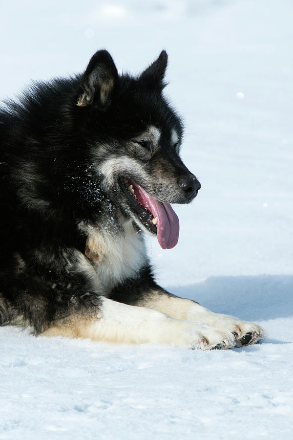 Husky Sled Dog Leader Photograph by Louise Murray