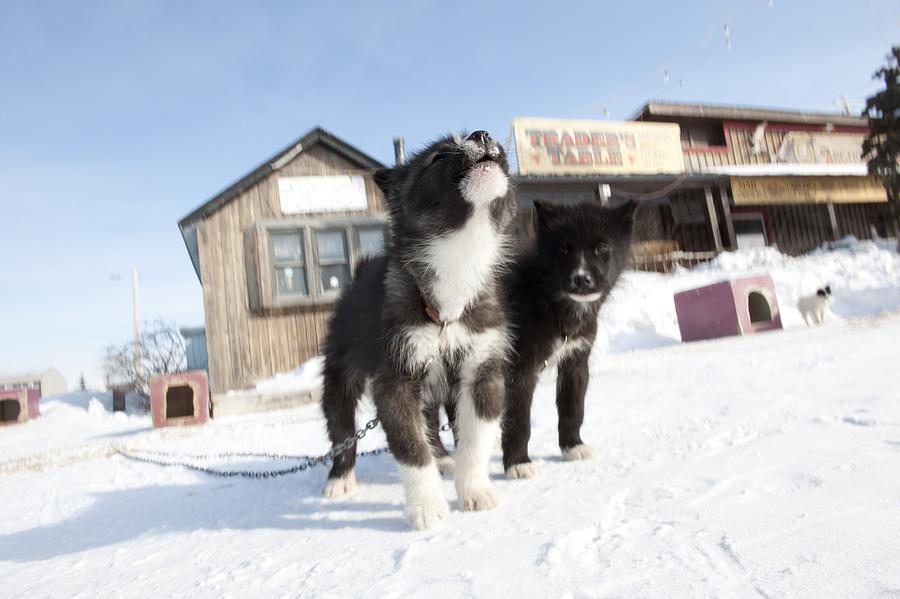 Winter Photograph - Husky sled dog puppies by Science Photo Library