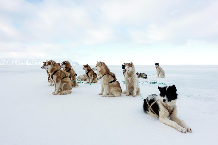 Husky Sled Dogs Photograph by Louise Murray