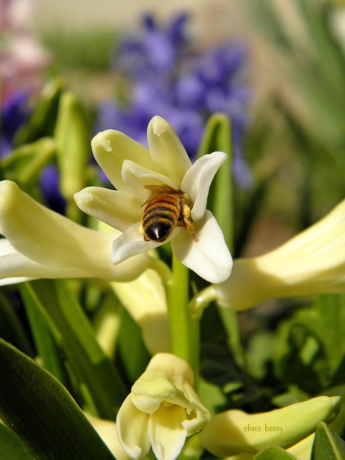 Hyacinth and Honeybee Photograph by Chris Berry