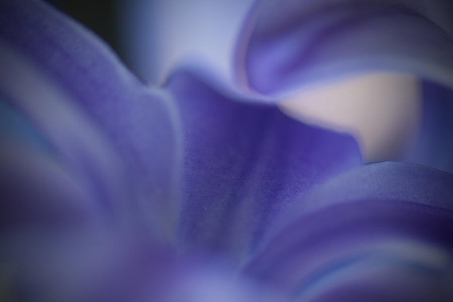 Garden Photograph - Hyacinth by Bill Wakeley
