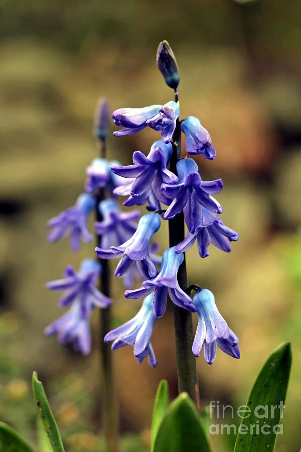 Hyacinth Photograph by Chris Anderson
