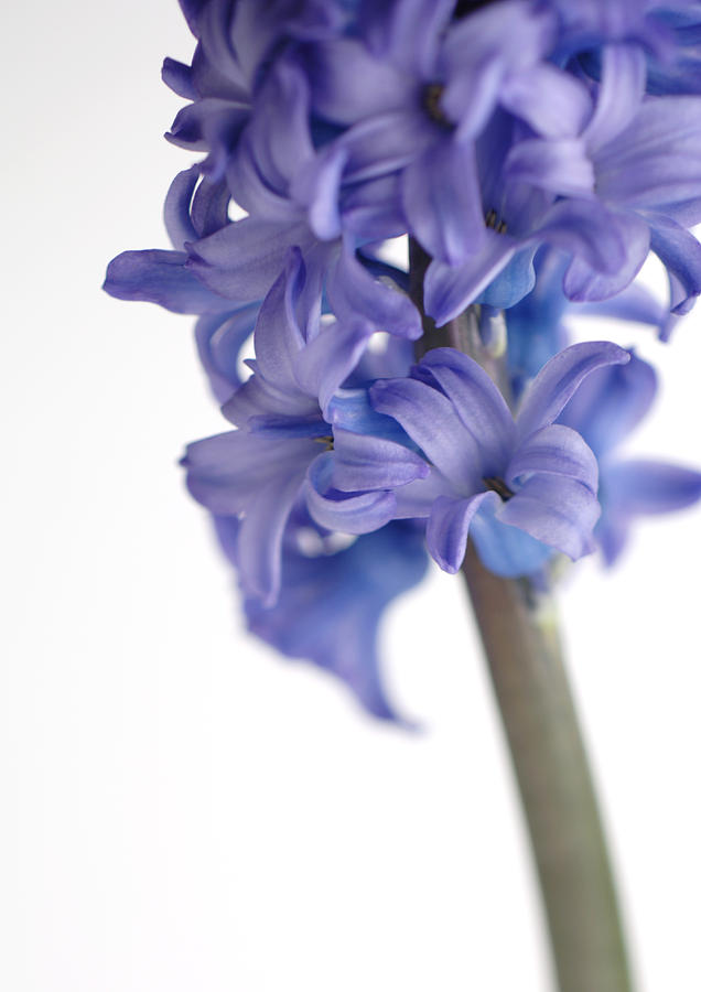 Hyacinth, close-up Photograph by Michele Constantini