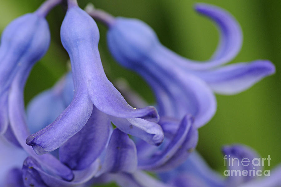 Hyacinth Closeup Photograph by Larry Ricker