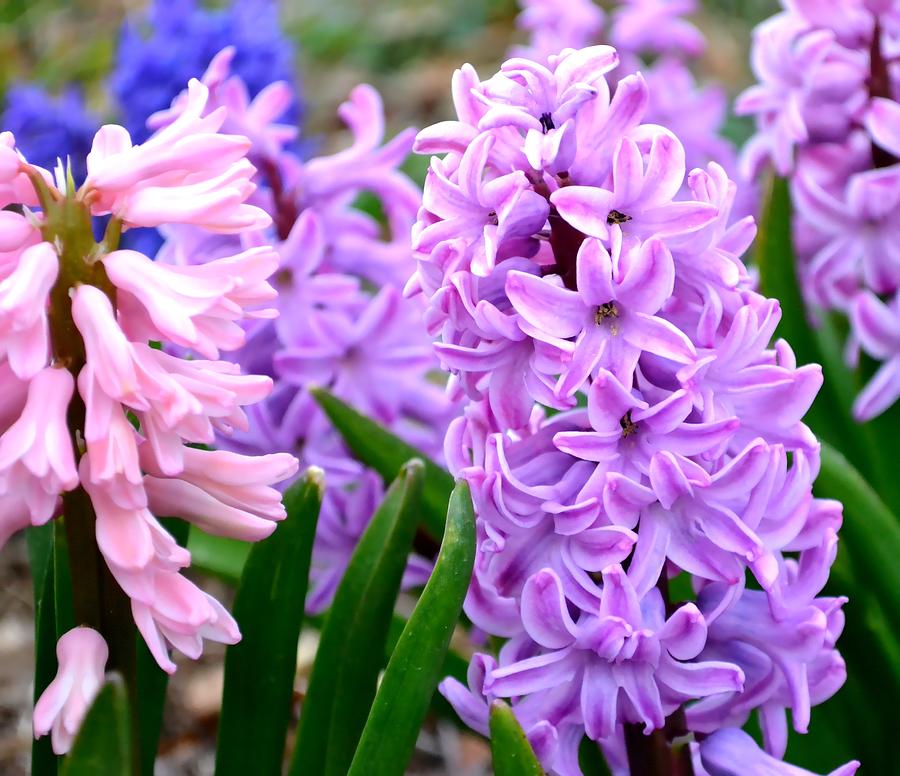 Hyacinth Photograph by Deena Stoddard