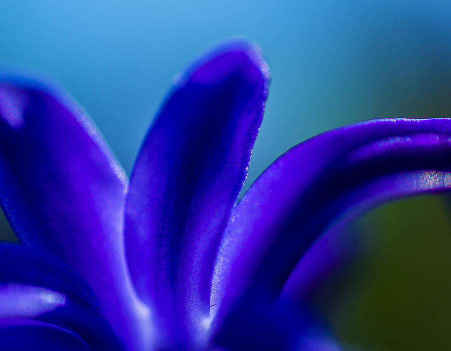 Hyacinth detail Photograph by Arkady Kunysz