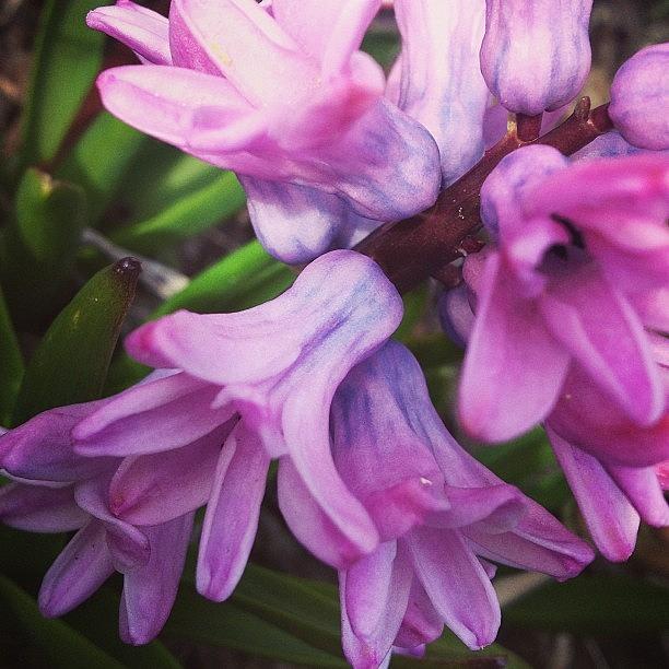 Spring Photograph - Hyacinth Flower by Christy Beckwith