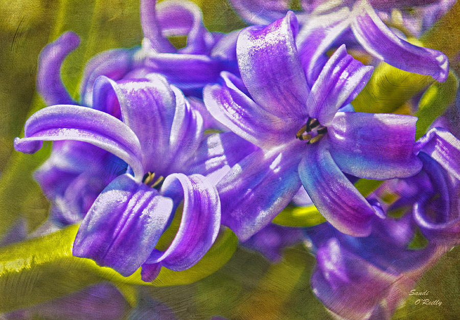 Hyacinth Flower Duo  Photograph by Sandi OReilly