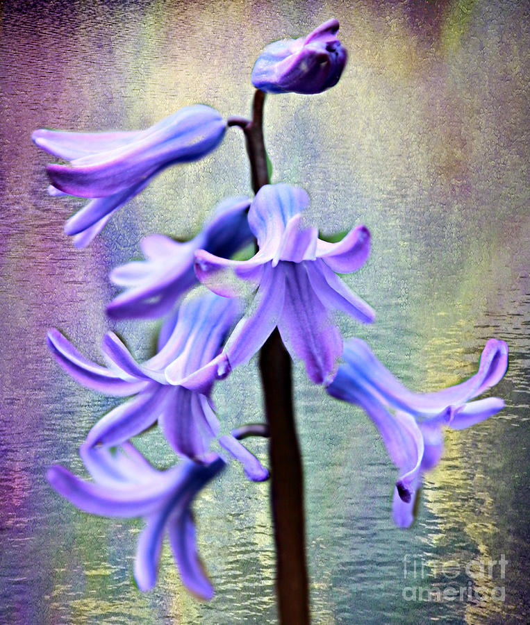 Hyacinth Flower Photograph by Judy Palkimas