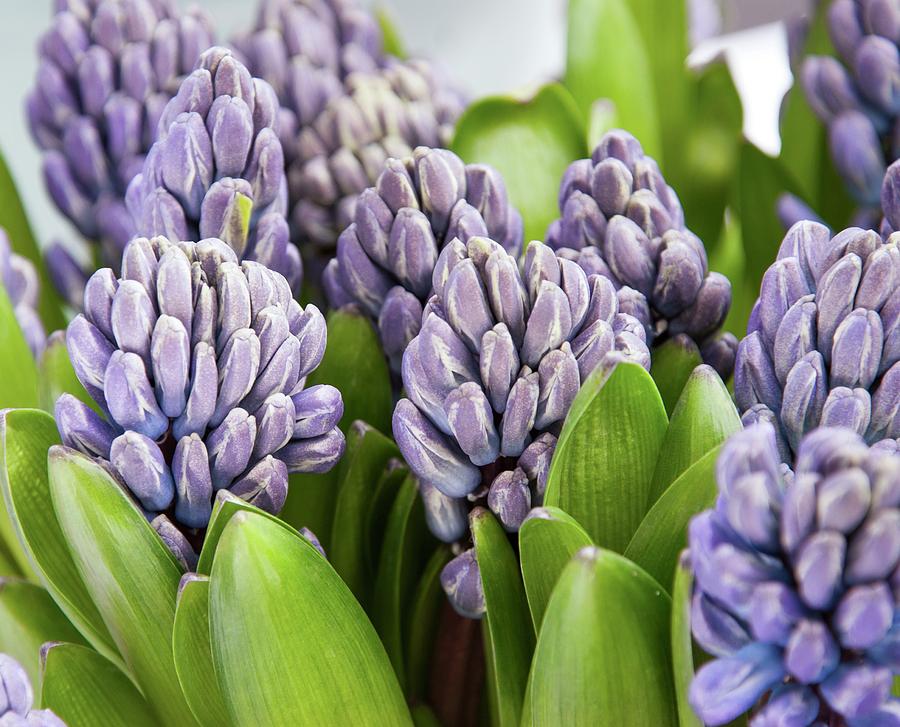 Hyacinth (hyacinthus Orientalis 'delft Blue') Photograph by Adrian ...