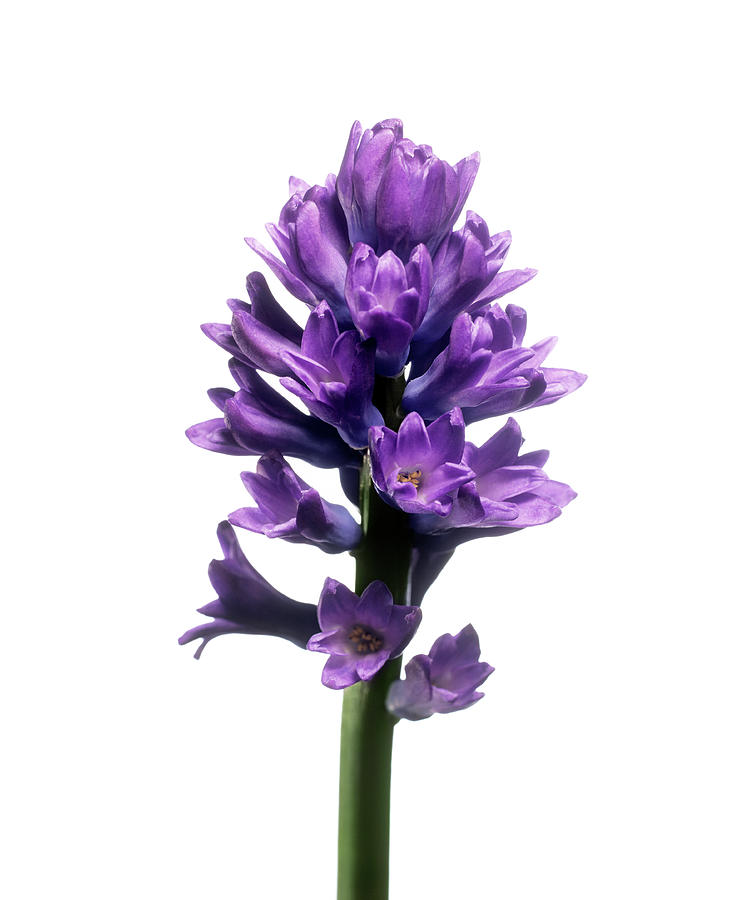 Hyacinth (hyacinthus Sp.) Photograph by Derek Lomas / Science Photo ...