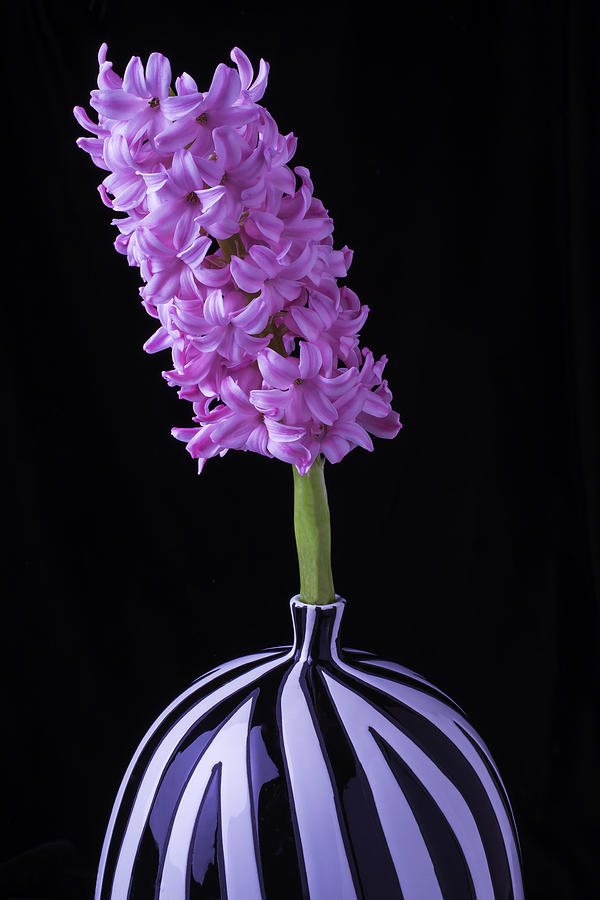 Flower Photograph - Hyacinth In Striped Vase by Garry Gay