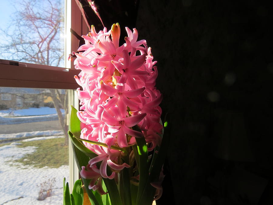 Flower Photograph - Hyacinth In The Golden Hour by Elisabeth Ann