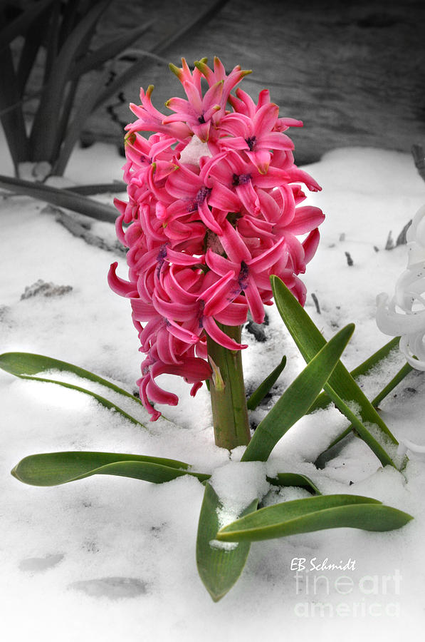 Hyacinth in the Snow Photograph by E B Schmidt